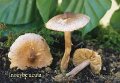 Inocybe acuta-amf1005